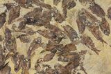 Fossil Fish (Gosiutichthys) Mortality Plate - Lake Gosiute #130098-1